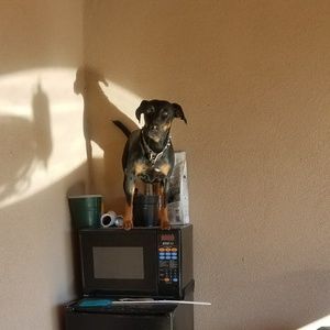 Meet your Posher, Bart